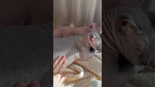 毛がふさふさになってきた猫スルタン【スフィンクス】