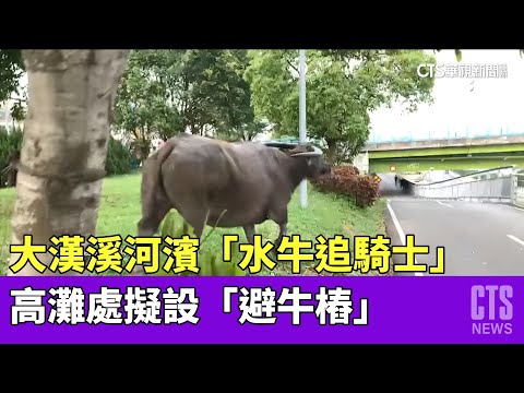 大漢溪河濱「水牛追騎士」　高灘處擬設「避牛樁」