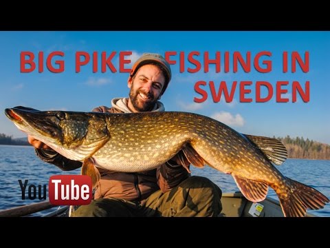 Pike Fishing in Sweden
