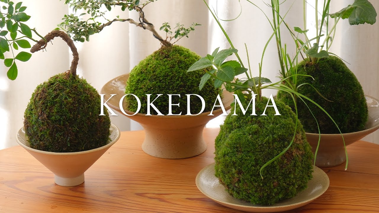 How to Make Kokedama | tutorial and care, live moss ball houseplant