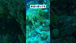 #政治 #北村晴男 #中国