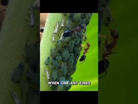 How do ants detect sweet scents around them? #shorts