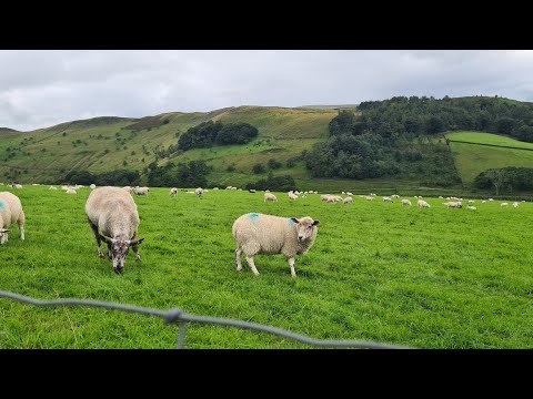 beautiful sheep's 😍 🤩 lovely greenery #beautiful #amazing #nature