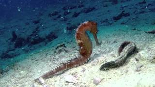 Thorny Sea horse