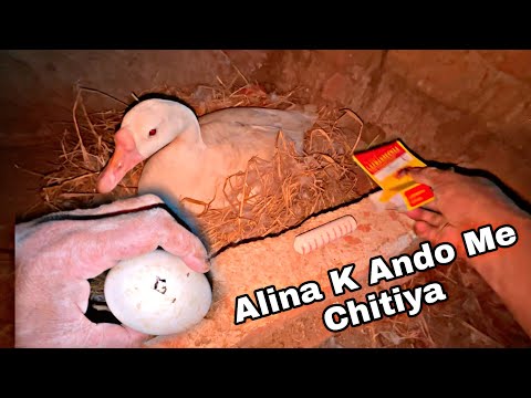 Alina K Ando Pe Chitiya Lag Gai || Ab chujjo Ka Kya hoga
