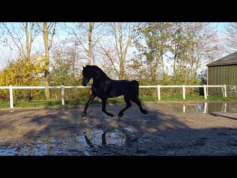 Stal Okkema's Leonardo - Markus x Eibert - Stallion - 2019 - 1.68m