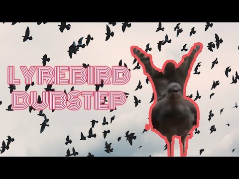 Lyrebird: The Best Bird! (dubstep remix)