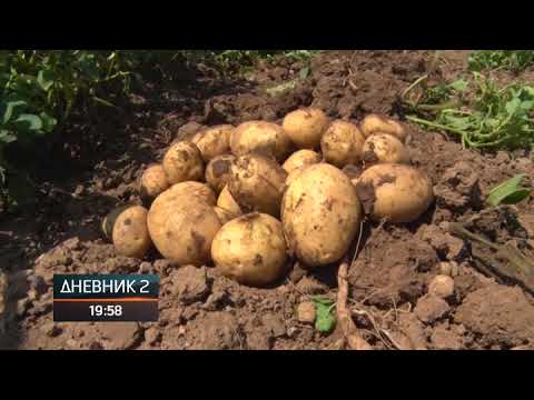 Plamenjača prijeti zasadima krompira u Lijevče polju