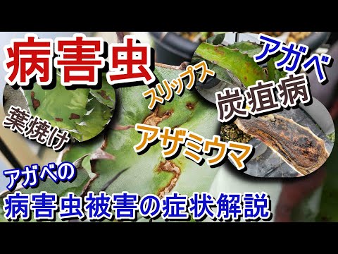 園芸 病気と害虫