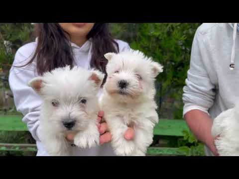 Γουέστ Χαίλαντ τερριέ-West Highland terrier-thumb-1
