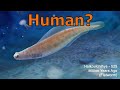 HUMAN Evolution From Bacteria To Fish To You