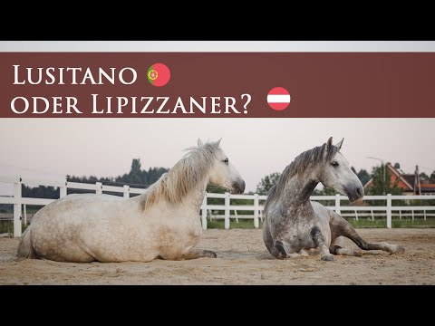 , title : 'Lippizzaner oder Lusitano?'