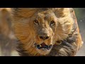 WHEN LIONS ATTACK BRUTAL National Geographic Documentary 2020 1080p