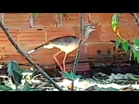 Uma Siriema no meu quintal - Pium Tocantins 