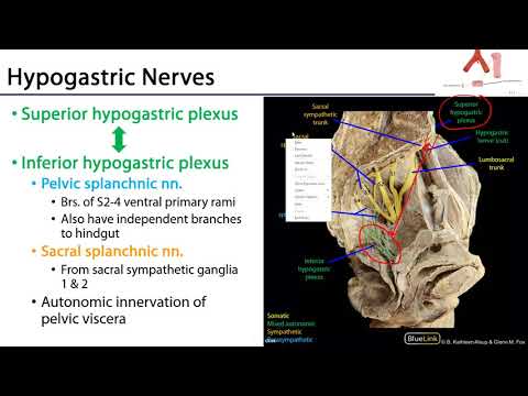 Abdominal Autonomics -  M1 Duodenum, Pancreas and Abdominal Aorta