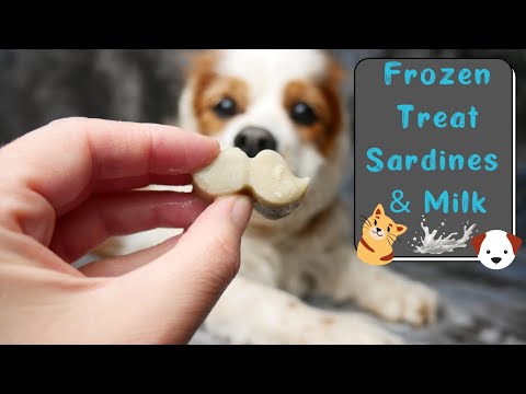 Homemade Frozen Dog and Cat Treats Easy | Homemade Dog Treats 2 Ingredients