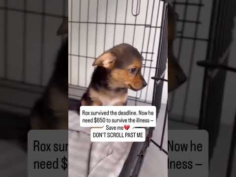 Please 💔 [Donate on the Link in Bio]🙏#usa #canada #uk  #australia #germany #florida #unitedstates
