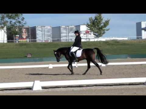 TA MONET (Gazal Al Shaqab X Marieta by Arbil) 2004 Polish Stallion