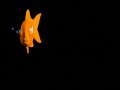 Nickelodeon Fish Bumper