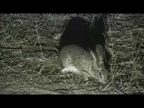 Djuma: Scrub Hare feeding - 00:03 - 10/02/21