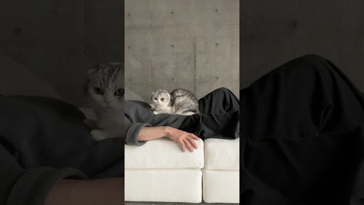 😼&😎 #cat #猫
