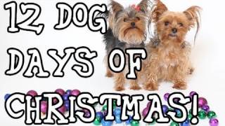 Dogs Sing "12 Days of Christmas" Funny Christmas Song!