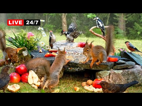 🔴24/7 LIVE CAT TV NO ADS😺 Midsummer Nut Party with Cutest Red Squirrels and Adorable Little Birds