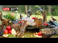 24 7 LIVE CAT TV NO ADS Midsummer Nut Party With Cutest Red Squirrels And Adorable Little Birds