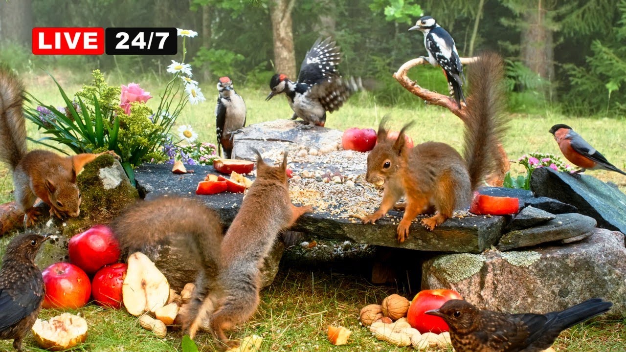 🔴24/7 LIVE CAT TV NO ADS😺 Midsummer Nut Party with Cutest Red Squirrels and Adorable Little Birds