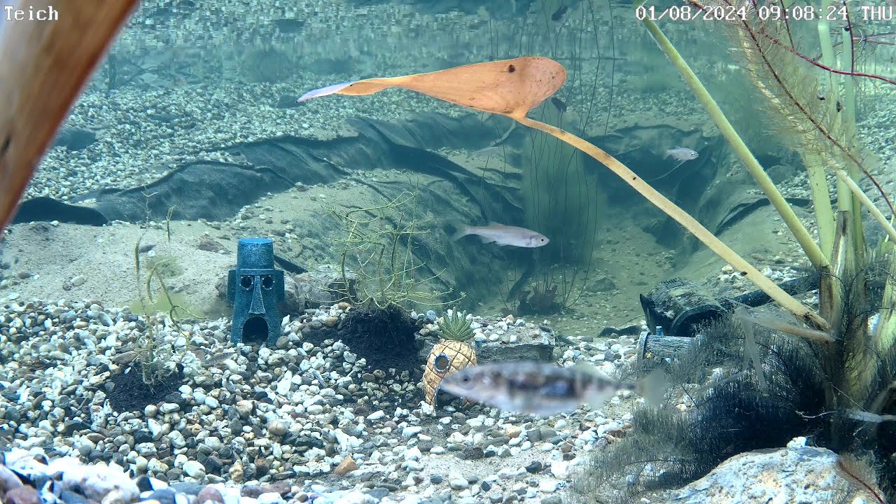 Unterwasserkamera mit Livestream aus dem Teich
