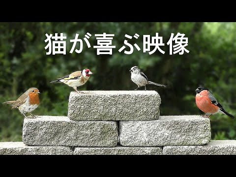 カラフルな鳥の特徴と写真 -
