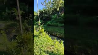 Download lagu omah loji peninggalan belanda #shorts #fyp mp3 Download lagu omah loji peninggalan belanda #shorts #fyp mp3
