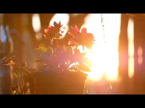 Nature of Earth ||Hridoy Khan