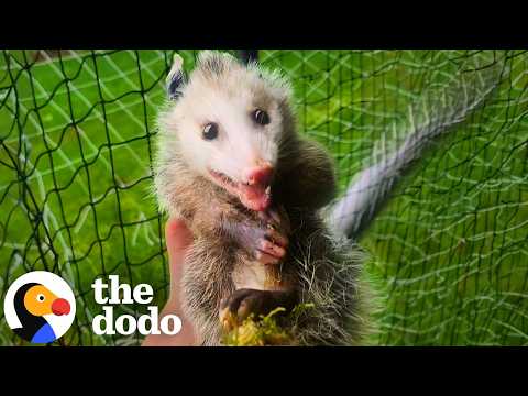 Tiny Opossum Trapped In Soccer Net Gets A Second Chance | The Dodo