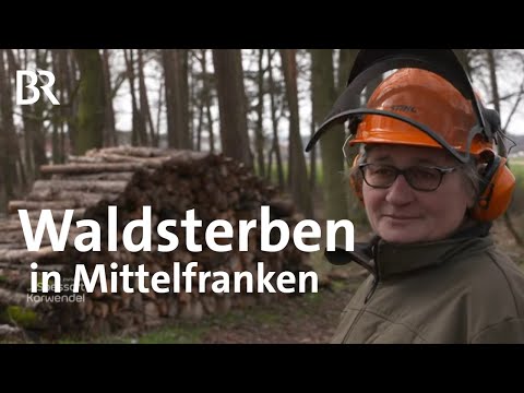 Waldsterben in Mittelfranken: Das Ende der Kiefer | Zwischen Spessart und Karwendel | BR