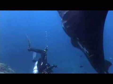 Rainbow Reef Divers Dances with Manta Ray - Bali