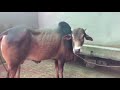 Bakra Eid 2021 K Lye Qurbani K Janwar