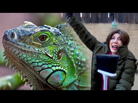 Miami and the Frozen Iguanas