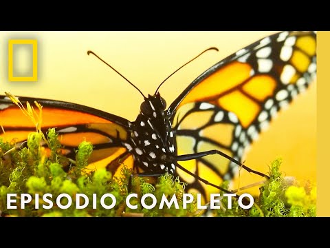 Monarchs: Natural Miracle | Wild Journeys | Nat Geo in Spanish