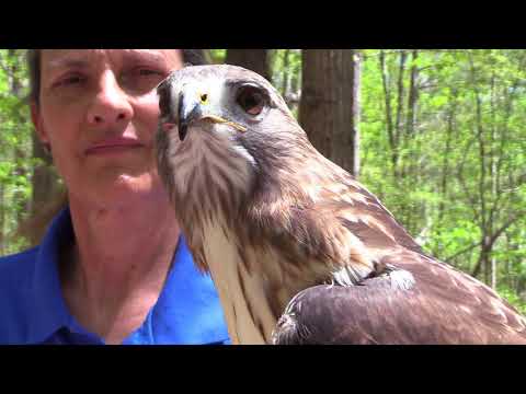 North Carolina Zoo YOTB Braveheart Red Tail Hawk