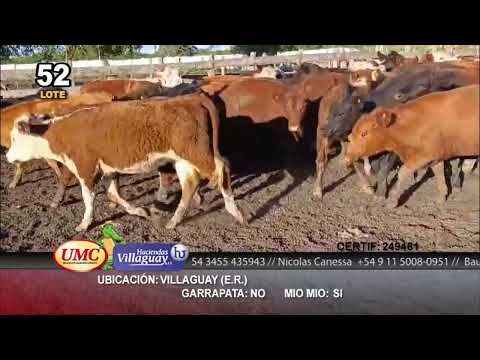 Lote 70 Terneros/as en Villaguay, Entre Ríos
