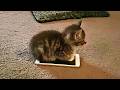 Cats Makes The Rules
