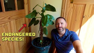 Philodendron Silver Sword Update and Under-Planting ~ Hastatum ~ Silver Queen