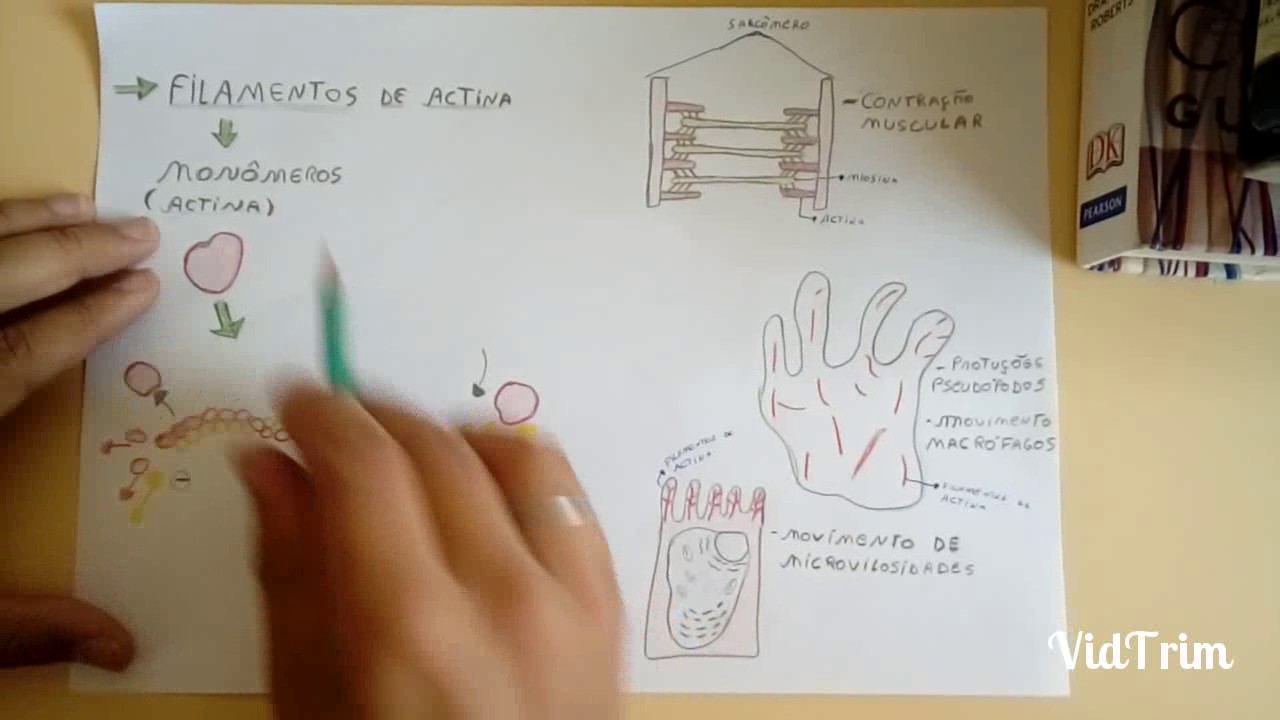 Citoesqueleto e movimentos celulares.