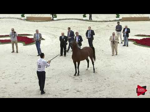 N 323 BS MOHTHAB   Sharjah International 2019