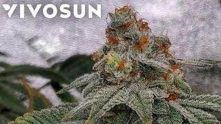 Exotic Genetix Gary Poppins Final (Dry, Trim, Cure. Dry Weight) - Vivosun Grow EP6 | AreoLight 100W