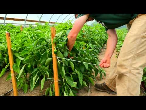 Stringing Peppers