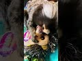 Marmoset monkey fights with toy