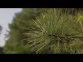 Fork Of The Creek Ranch | 3,866 Acres in Huntsville, Texas For Sale