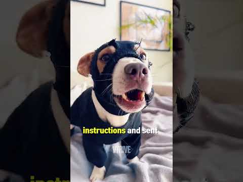 This Dog Was Given a Secret Ninja Mission #dog #shorts